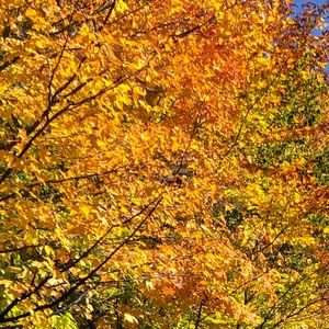 Meet your Posher, Jake